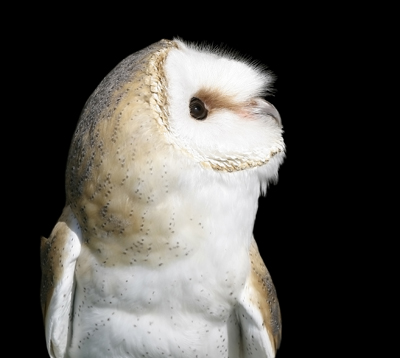 lechuza