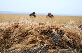 Algunas orientaciones a la investigación científica sobre mujeres en el entorno rural sirio
