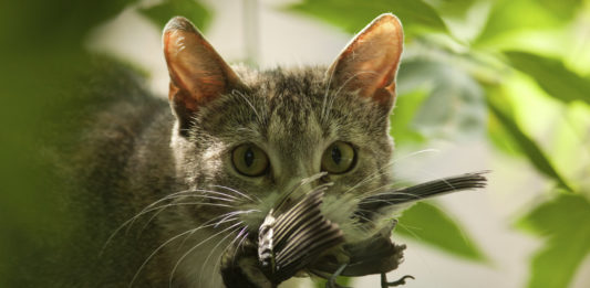 Animalismo vs Medio Ambiente: cuando la defensa de los animales pone en peligro la naturaleza