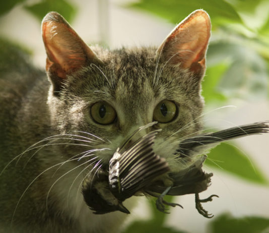 Animalismo vs Medio Ambiente: cuando la defensa de los animales pone en peligro la naturaleza